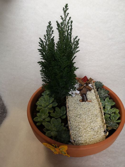 Jardim de suculentas