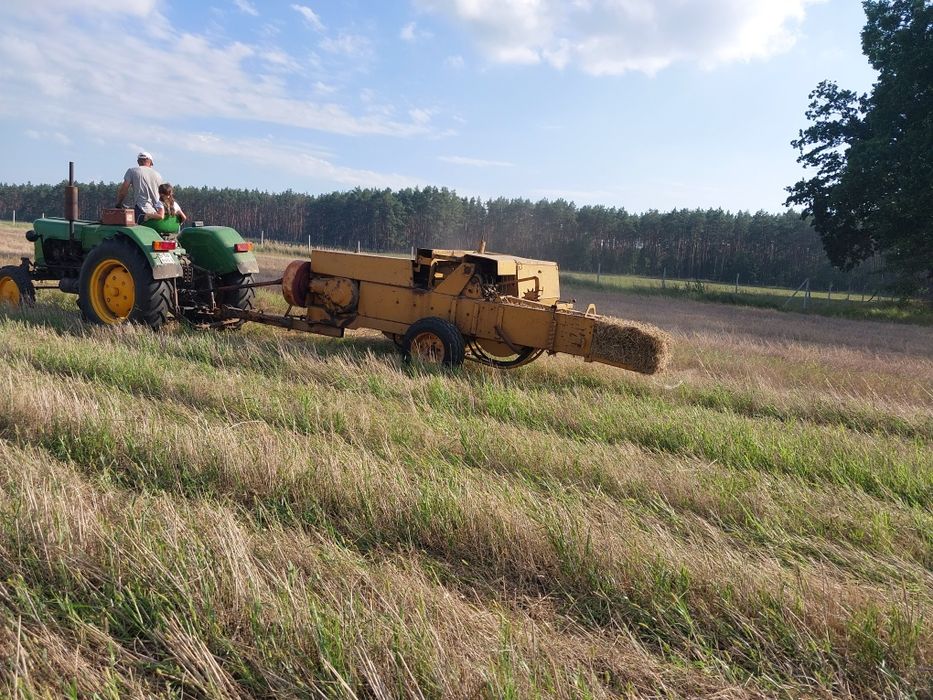 Siano sloma w snopkach polska kostka