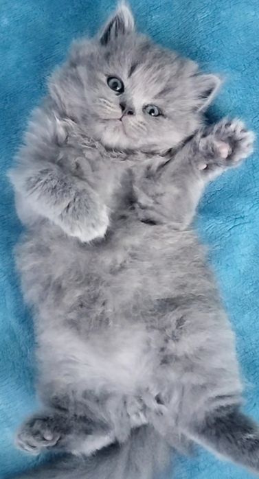 Macho British Longhair blue
