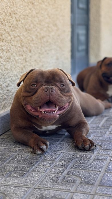 American bully macho