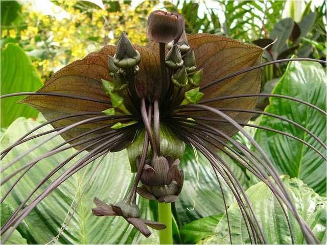 5 Sementes Flor-morcego - Tacca chantrieri