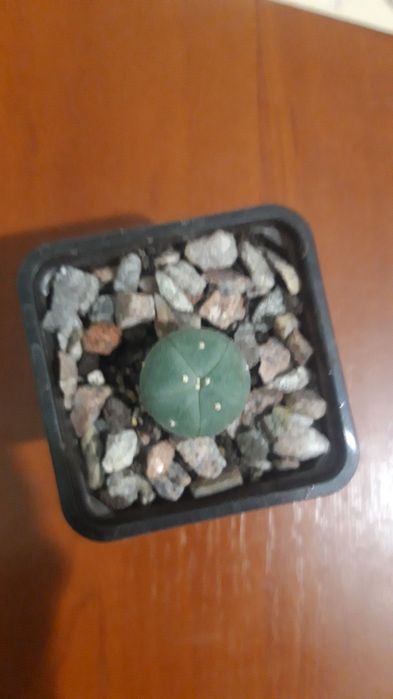 кактус лофофора lophophora, є квітучий