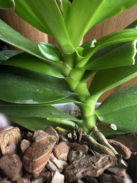 Орхидея с двумя детками