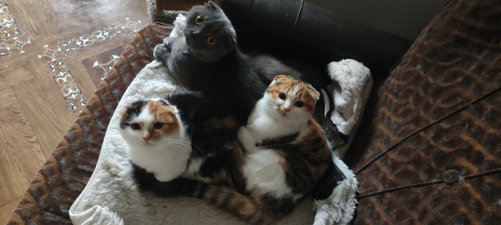 Шотландські дівчатка