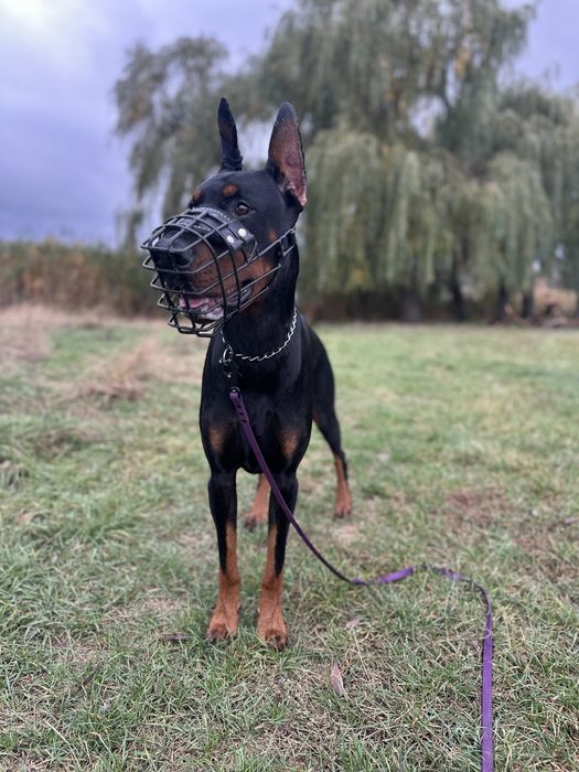 Продам намордник К-9