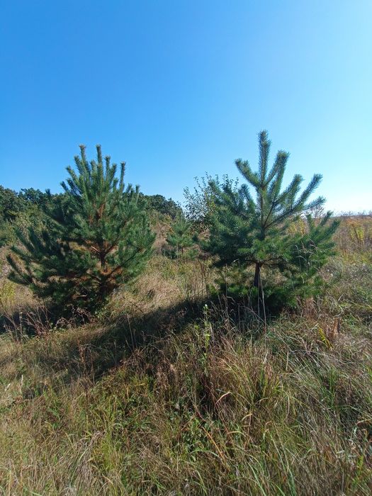 Продаж ділянок біля лісу