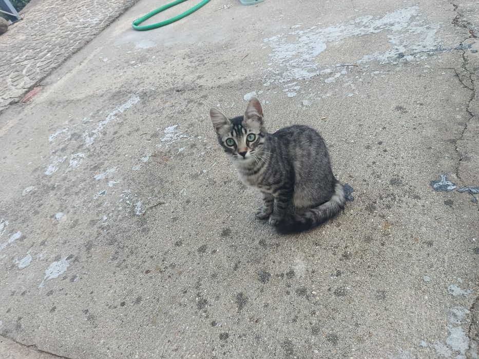Gatas para adoção