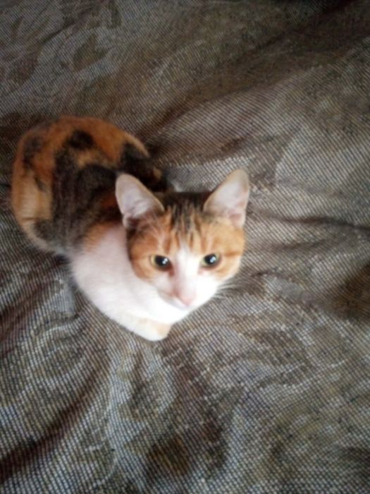 Котики в добрі руки