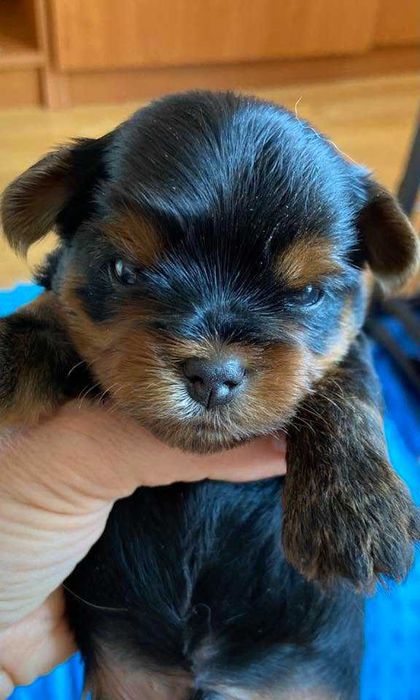 Yorkshire Terrier Zkwp Fci Piękni Rodzice