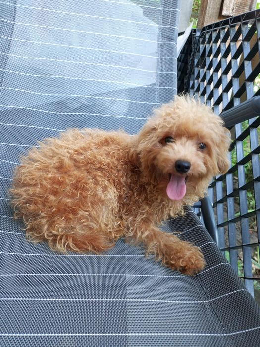 Мальтіпу F 2 діва підрощена.