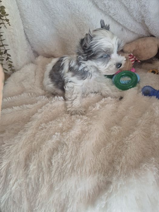 Biewer Terrier Macho Criadora Registada PT3088FL