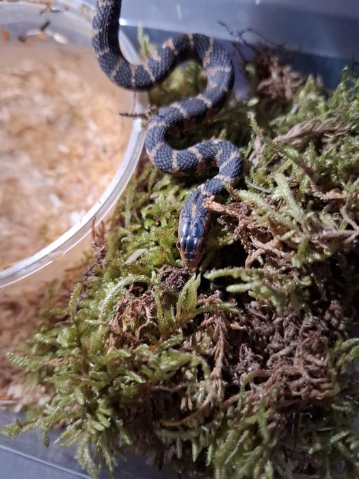 Nerodia Fasciata - nerodia pregowana - wąż florydyjski - samica