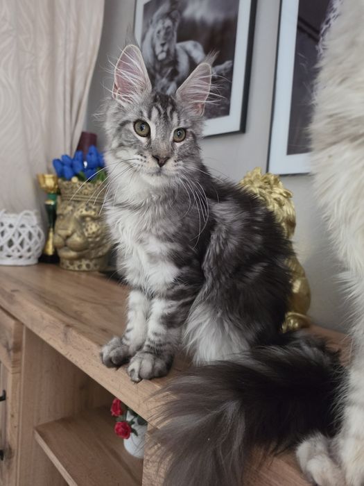 Skiper kocur Maine Coon