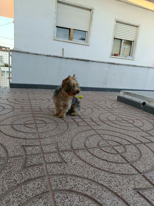 Serviço de Pet-sitting