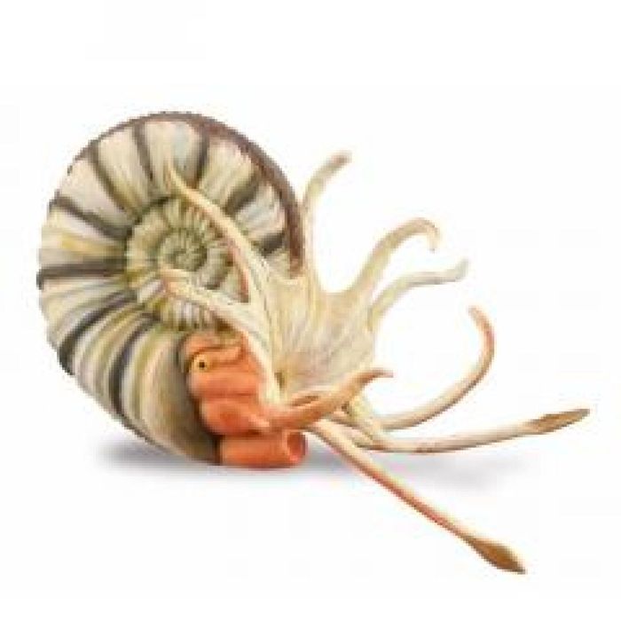 Amonit folia,92x98 mm Collecta