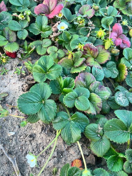 Morangos para plantacao