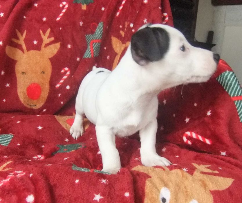 Jack Russel Terrier cachorro de grande qualidade