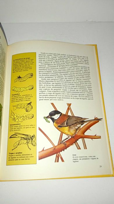 As Borboletas - ver e saber