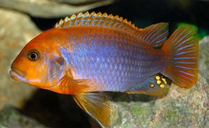 Lodotropheus sprengerae - Pyszczak rdzawy malawi | Hodowla Łajski