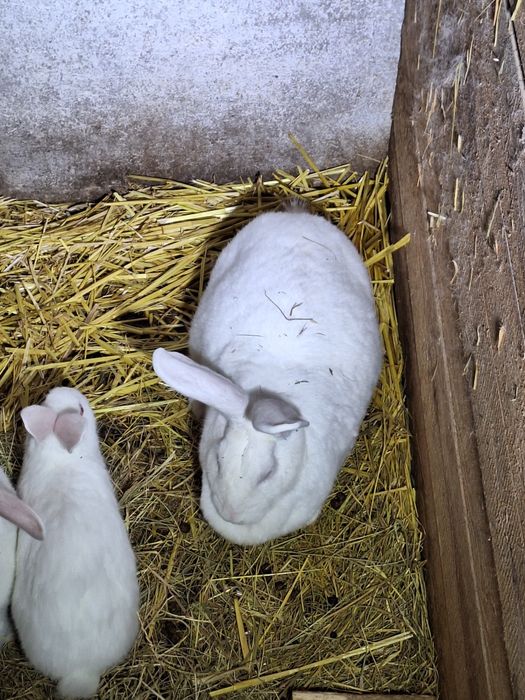 Termondzki Biały samica i małe typowo mięsna rasa