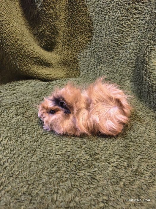 Świnka morska rozetka - SAMICZKA