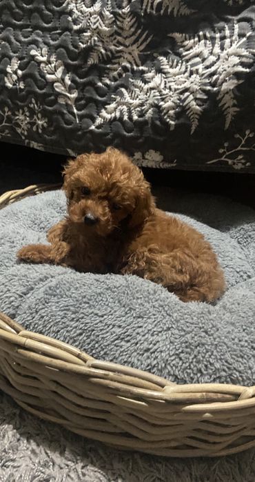 Caniche / Poddle toy