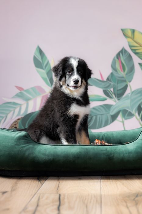 Мініатюрна американська вівчарка