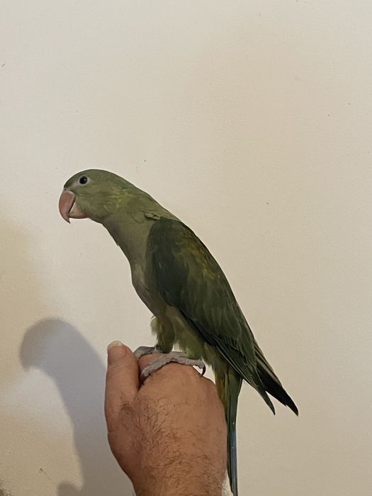 Ring necks bebes criados à mao e aves adultas