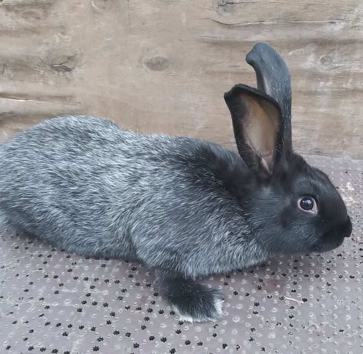 Кролики Полтавське срібло