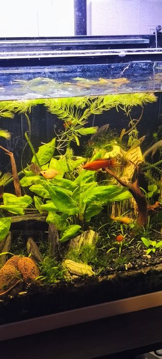 Akwarium 240 l z roślinami i obsadą