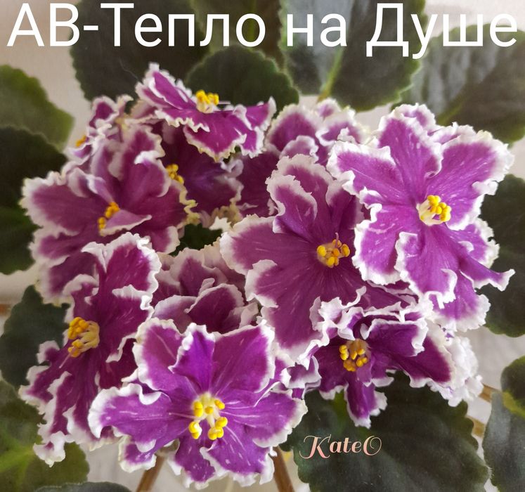 Листочки фіалок з дітками