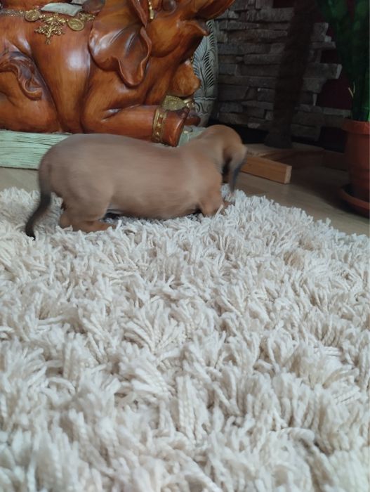 Продам цуценят Таксенят