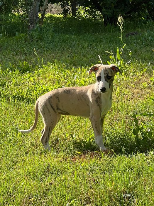 Chart Angielski-Whippet sunia Djuna*FCI