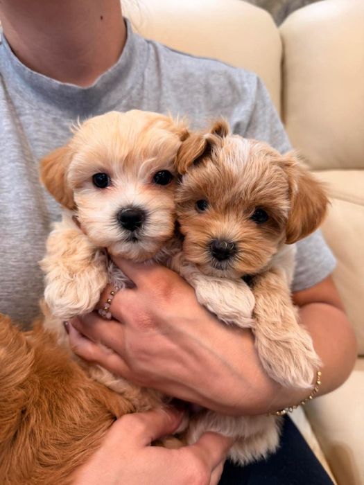 Maltipoo szukają nowego domu