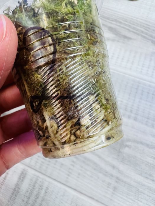 Набір Алоказія Black Velvet gold gragon mint Variegata polly
