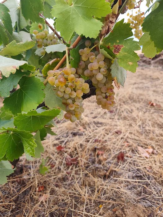Vendo uvas para vinho