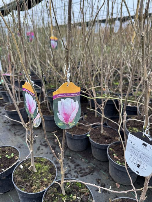 Magnolia w doniczce 3l