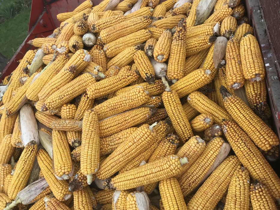 Sprzedam Duże Kolby kukurydzy