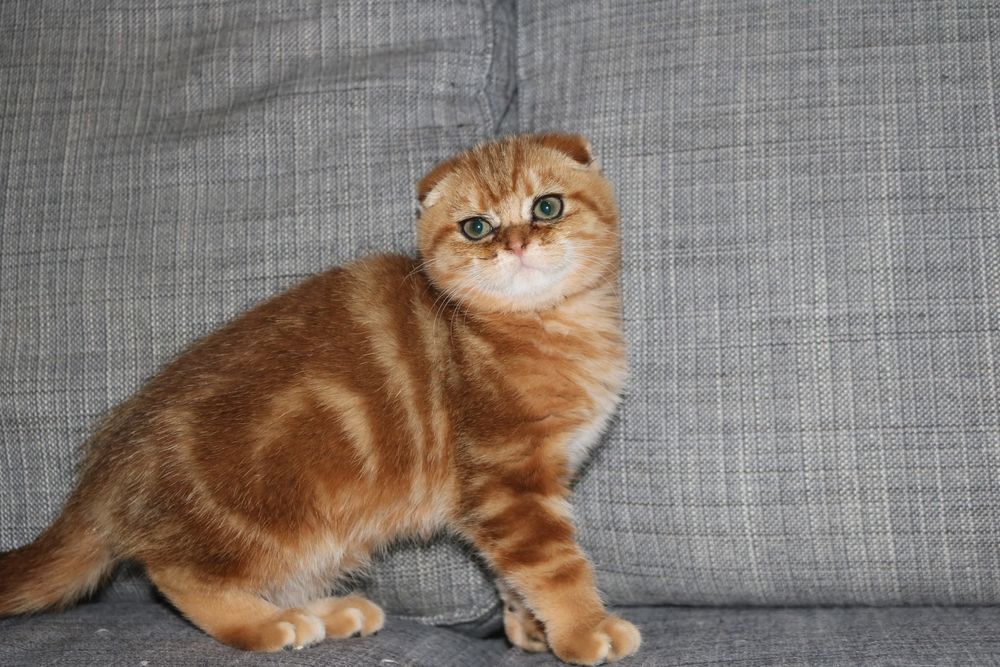 Gatinha femea  scottish fold golden