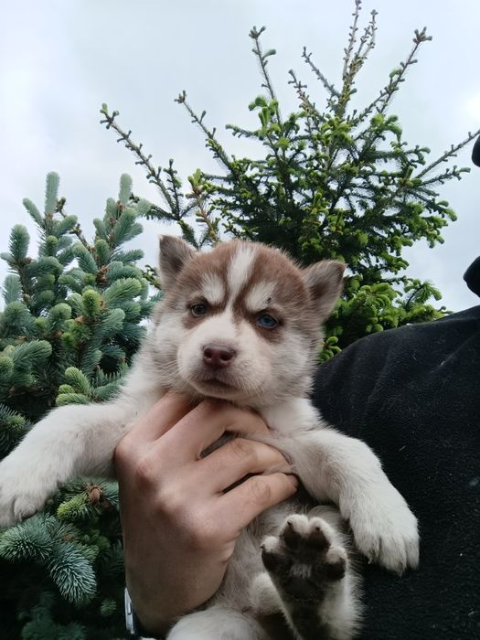 Szczenię Syberian Husky rudy