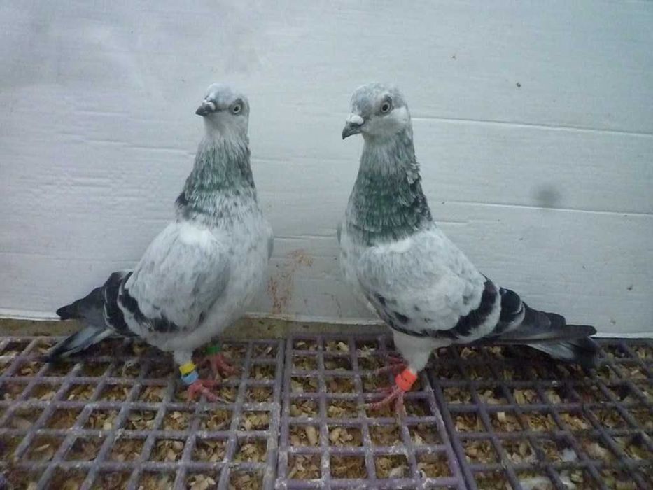 Gołębie Pantosze - Budapeszty Wysokolotne nr.2