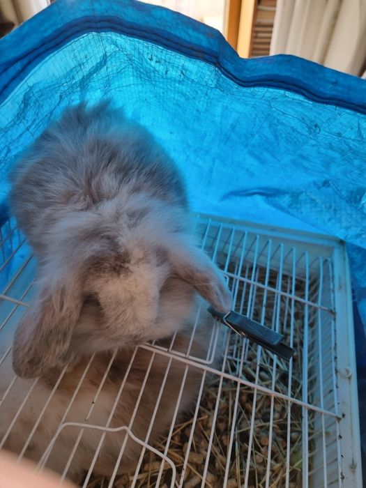 Coelhos anoes mini lop(orelhudos) e coelhos mini holandeses