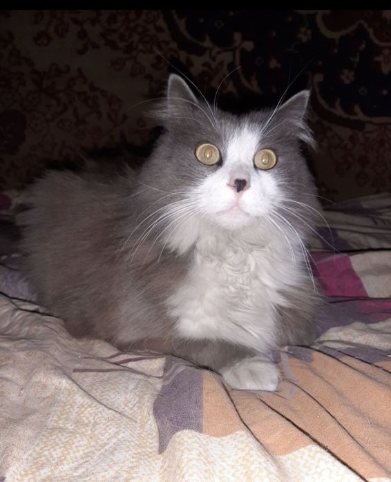 Нужна помощь для животных