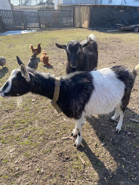 Дійна коза продаю