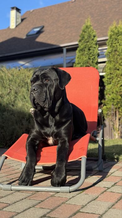 Кабель Кане-корсо вʼязка