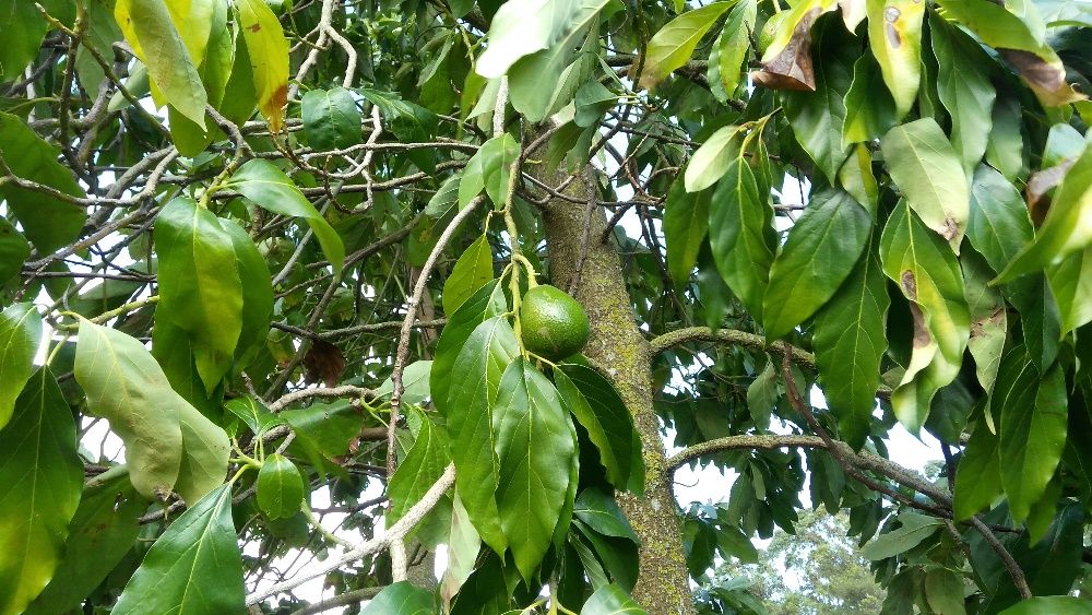 Fruta: marmelos, diospiros, peras, maçãs, pêra abacate, physalis, piri