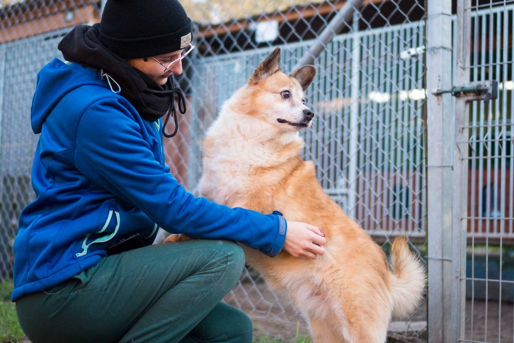 7 letni Bercik do adopcji!