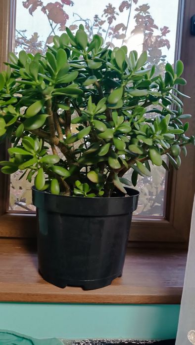 Грошове дерево велике