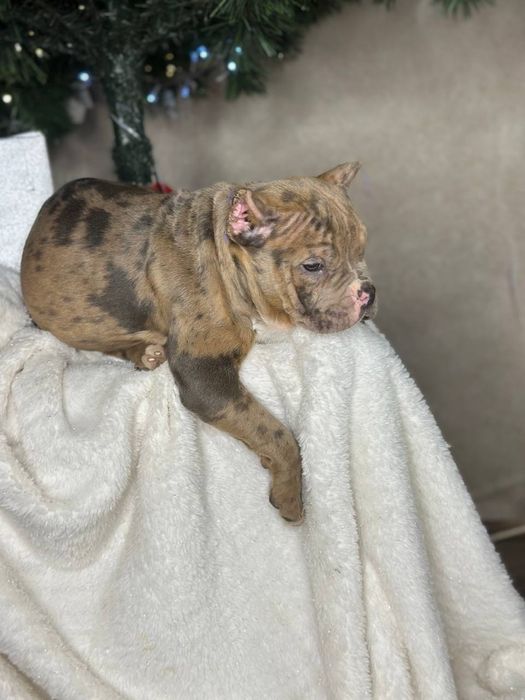 Американський буллі мрамор