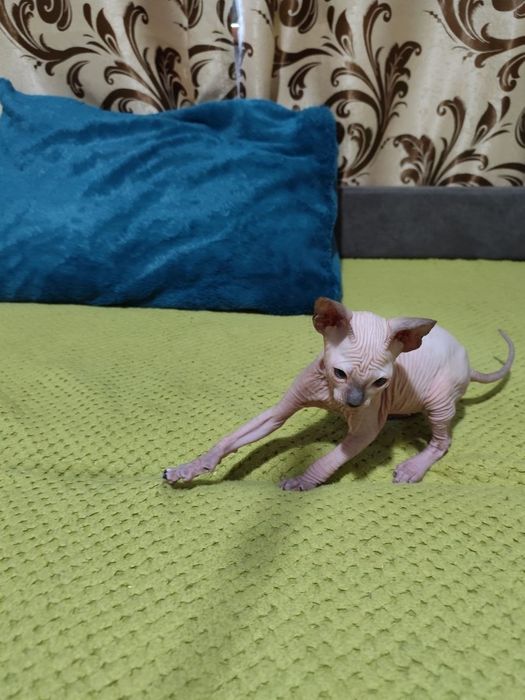 Девочки донского сфинкса